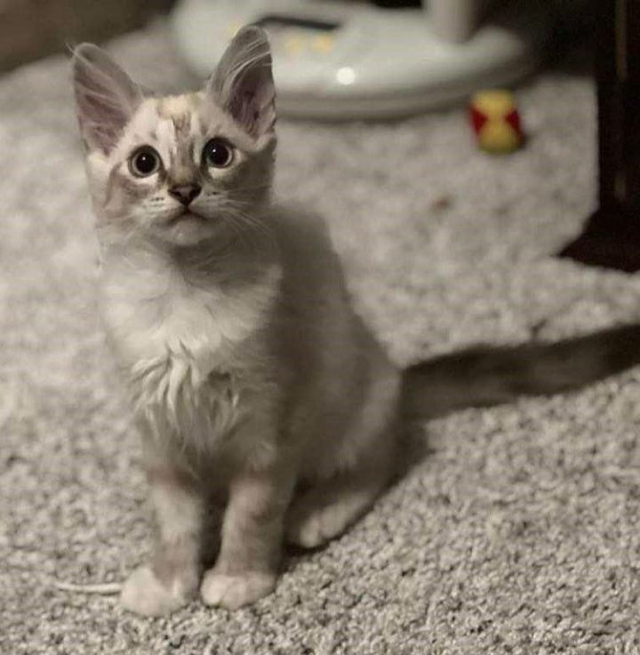 Lily, an adopted Siamese & Domestic Medium Hair Mix in Mission Viejo, CA_image-1