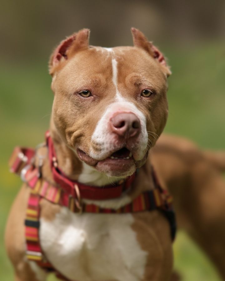 Nova, an adoptable American Staffordshire Terrier Mix in Holly, MI_image-6