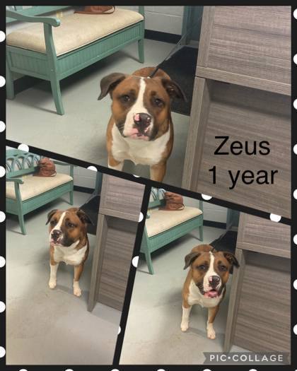 Zeus