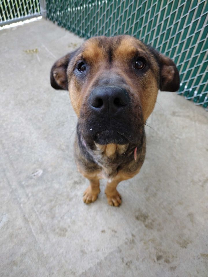 Dog for adoption - Bella , an American Staffordshire Terrier Mix in Trinity,  NC | Petfinder