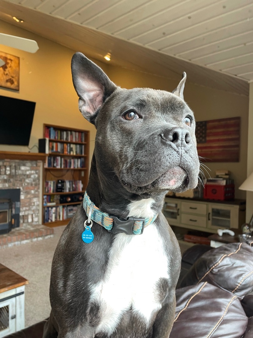 Henry- best ears award, an adoptable American Bully in Ferndale, WA, 98248 | Photo Image 4