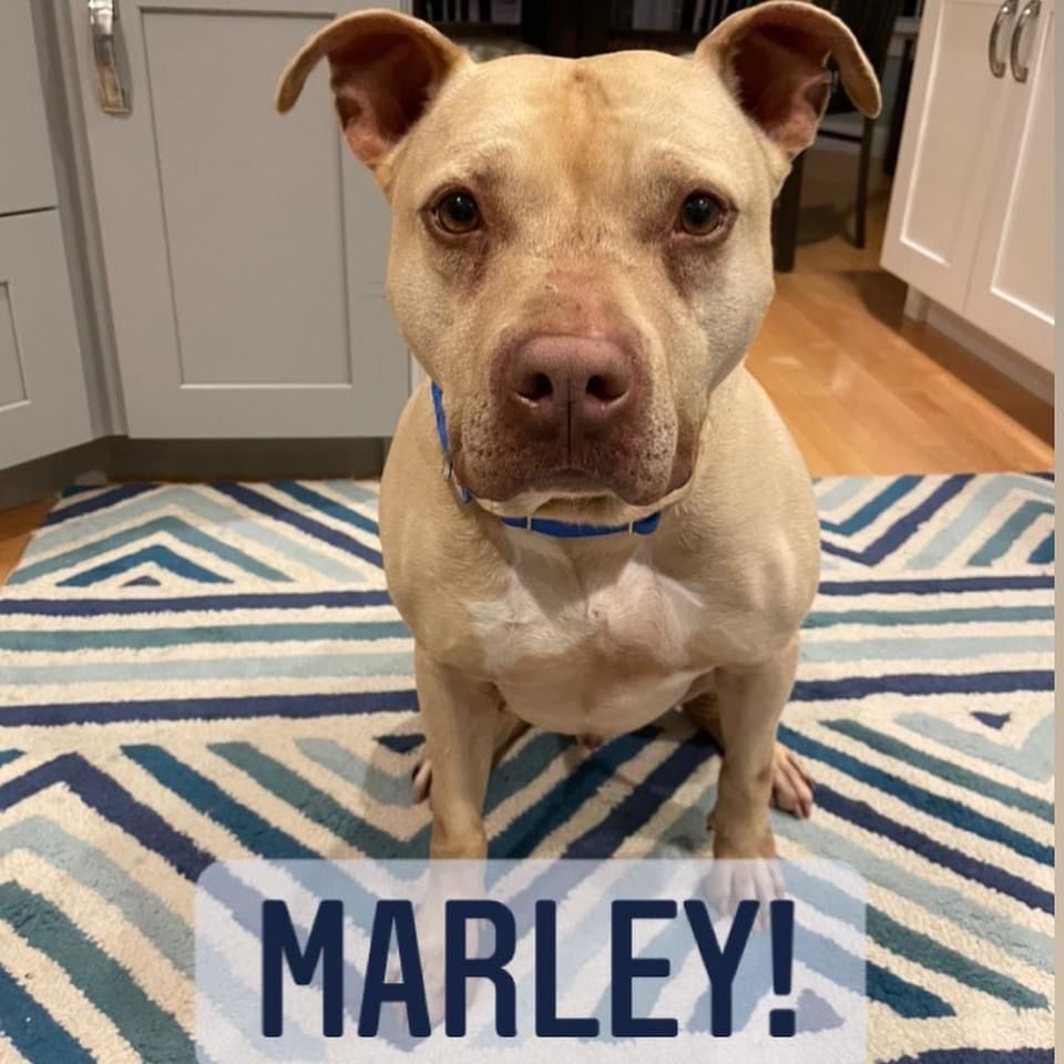 Marley, an adoptable Pit Bull Terrier in Franklin, MA, 02038 | Photo Image 4