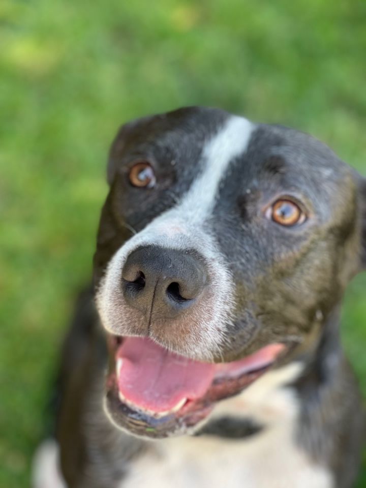 Jagger, an adopted Pit Bull Terrier & Black Labrador Retriever Mix in Simi Valley, CA_image-6