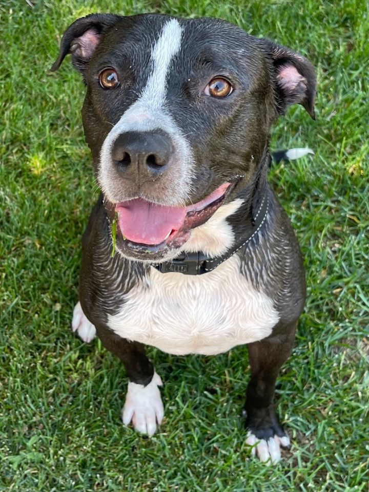 Jagger, an adopted Pit Bull Terrier & Black Labrador Retriever Mix in Simi Valley, CA_image-1