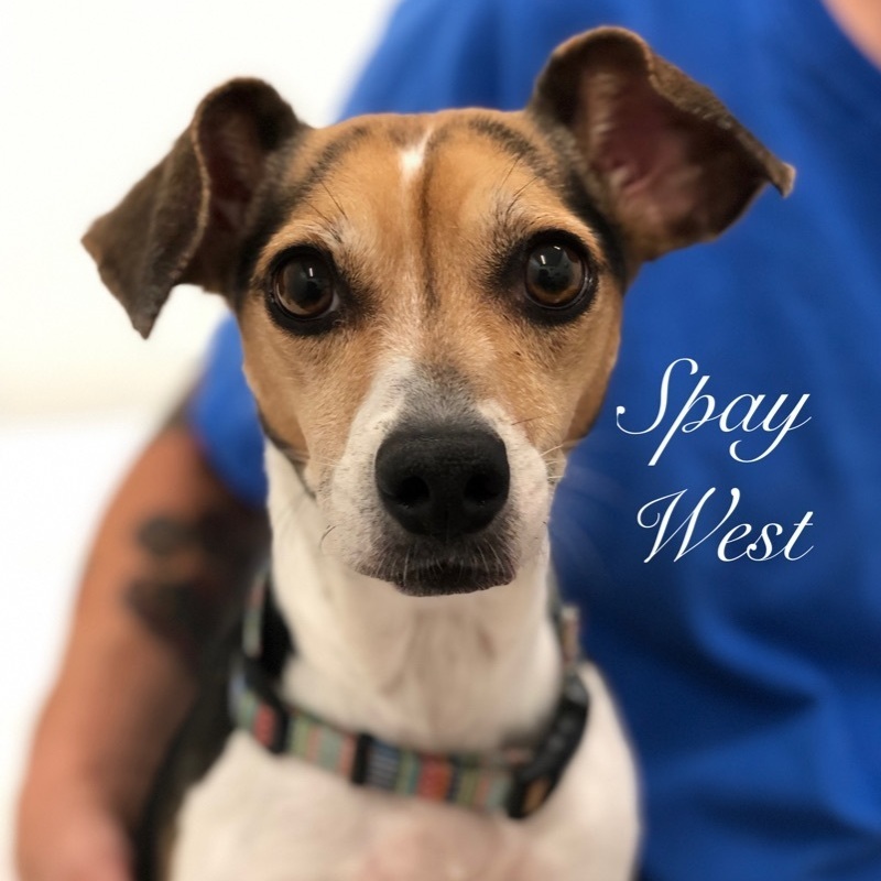 Spay West