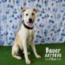 BAUER's profile on Petfinder.com