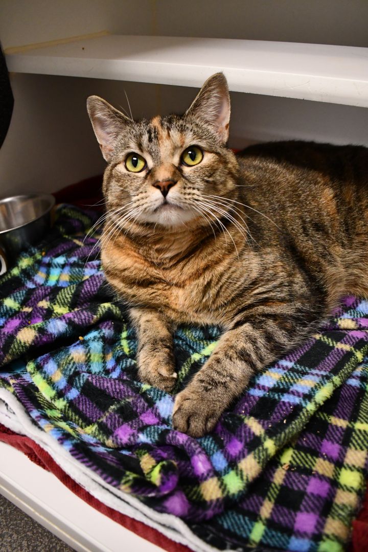 Sally, an adoptable Domestic Short Hair in Bellingham, WA_image-2