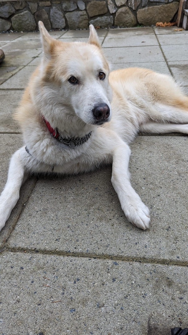 Dog for adoption - Jack, a Siberian Husky in Burnaby, BC | Petfinder