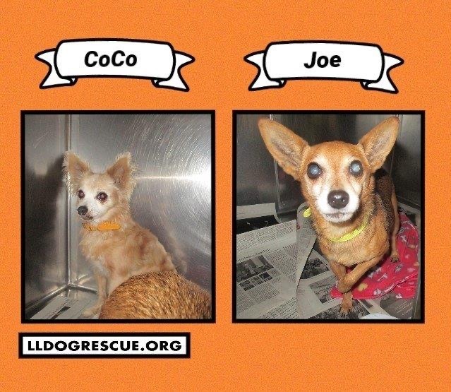 Coco and Joe