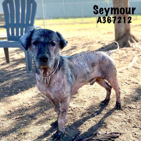 SEYMOUR