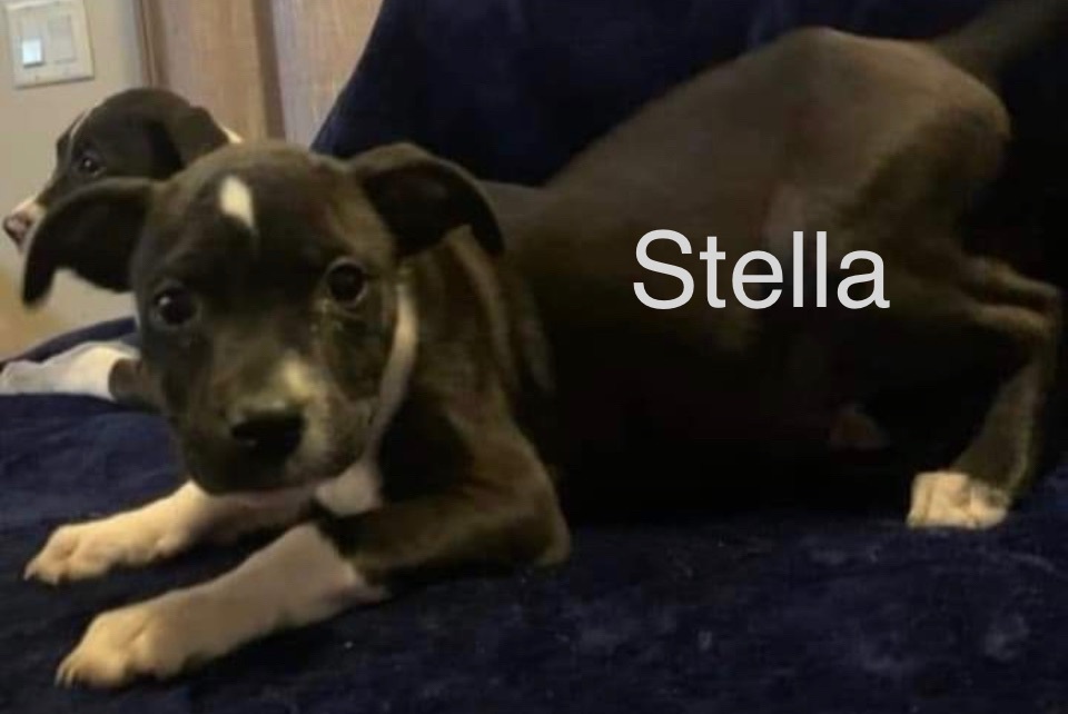 Stella