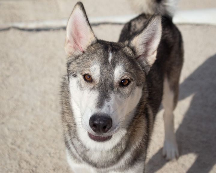 are siberian huskies supposed to be skinny