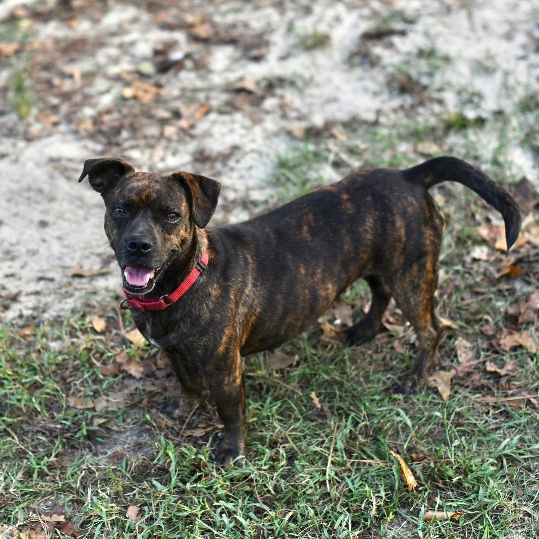 Dog for adoption - Cupcake FL, a Terrier Mix in BONIFAY, FL Petfinder
