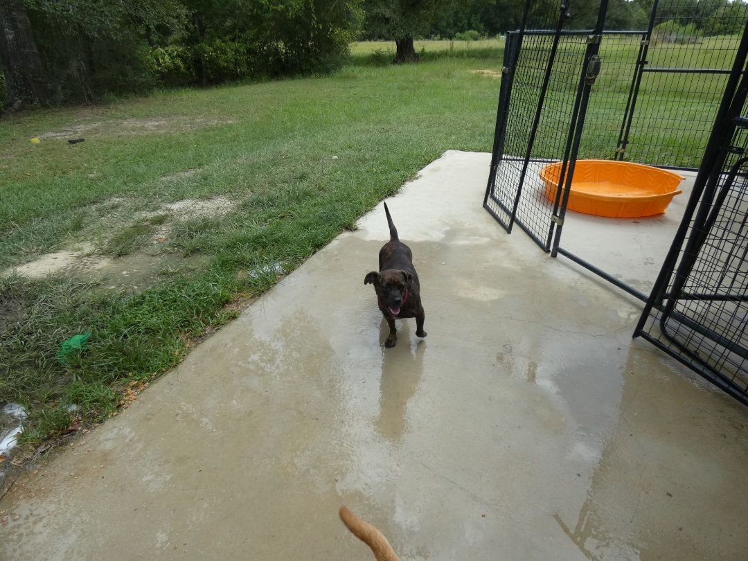 Cupcake FL, an adoptable Terrier in BONIFAY, FL, 32425 | Photo Image 4