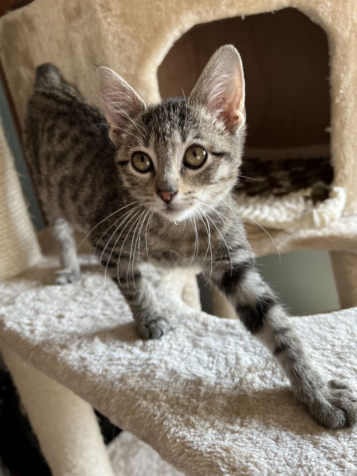 Cagney, an adoptable Domestic Short Hair & Tabby Mix in Omaha, NE_image-3