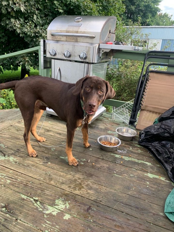 Roscoe, an adopted Labrador Retriever Mix in Rochester, NY_image-6