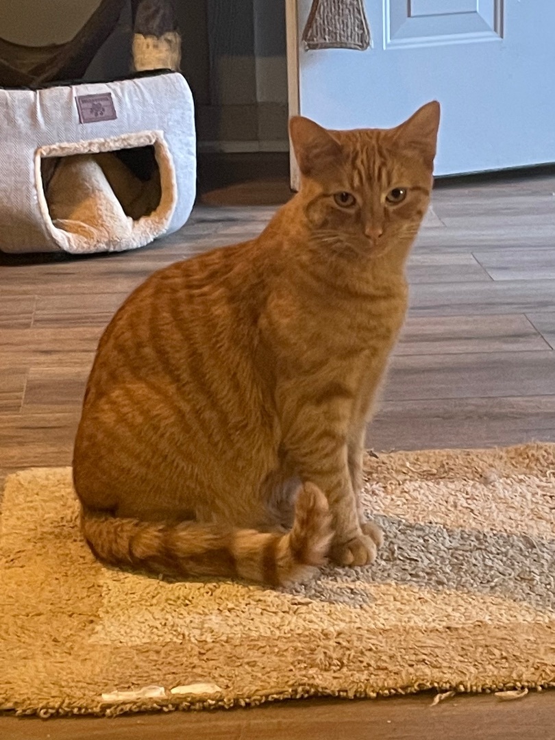 orange manx cat