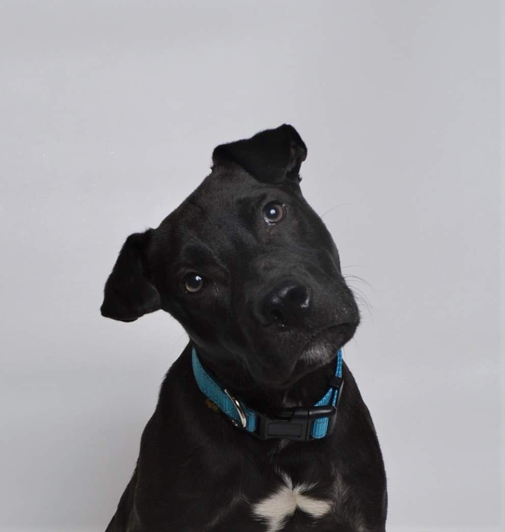 Bentley, an adoptable Mixed Breed in Jefferson City, MO, 65110 | Photo Image 1