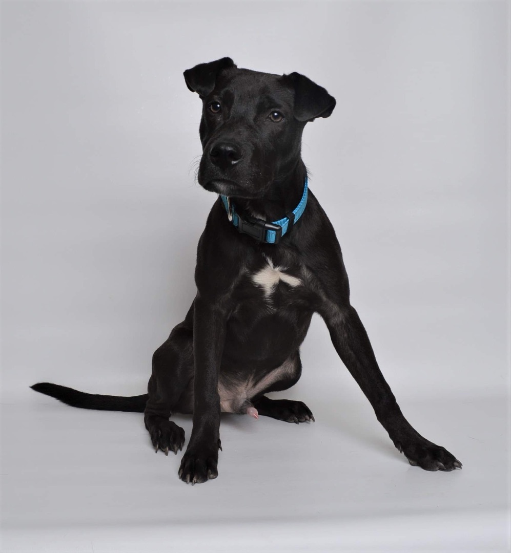 Bentley, an adoptable Mixed Breed in Jefferson City, MO, 65110 | Photo Image 2