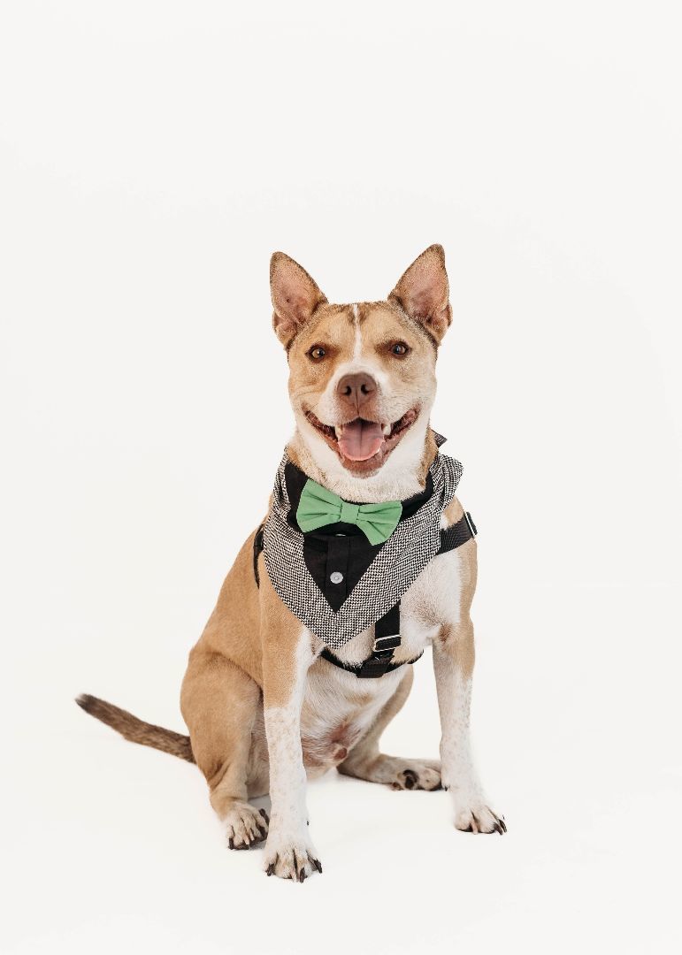 Tripp, an adoptable Mixed Breed in De Pere, WI, 54115 | Photo Image 1