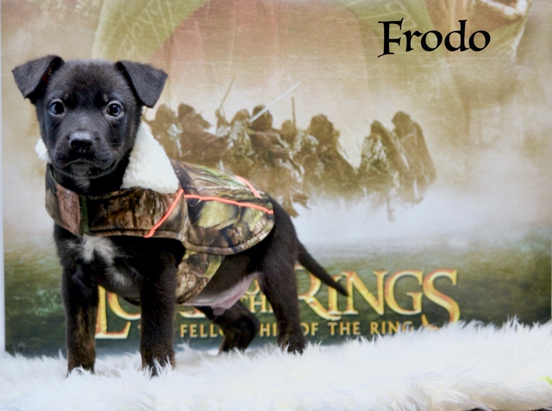 Frodo