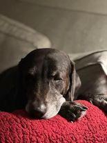 Winnie, an adoptable Chocolate Labrador Retriever in Wantagh, NY_image-2