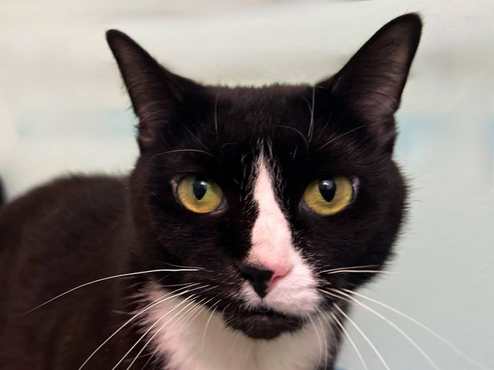 Siete, an adopted Tuxedo in Sioux Falls, SD_image-1