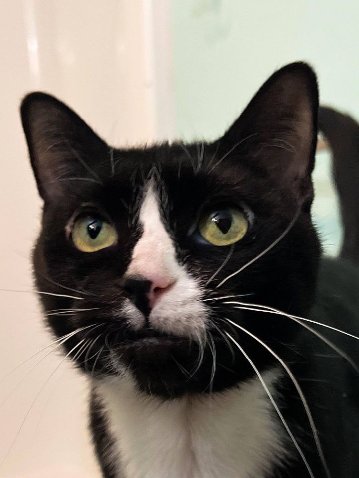 Siete, an adopted Tuxedo in Sioux Falls, SD_image-2