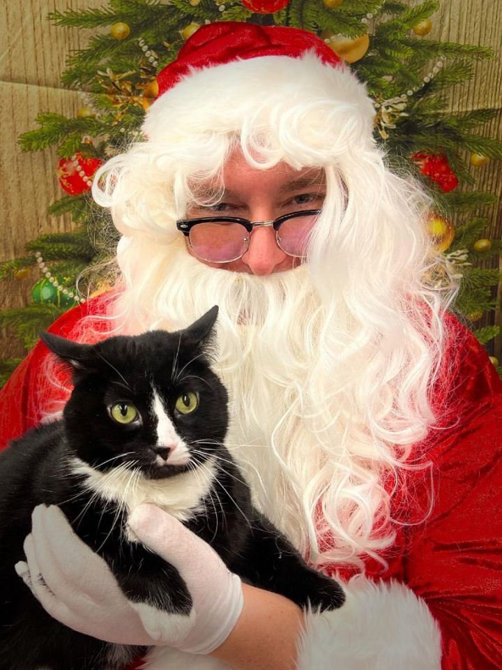 Siete, an adopted Tuxedo in Sioux Falls, SD_image-4