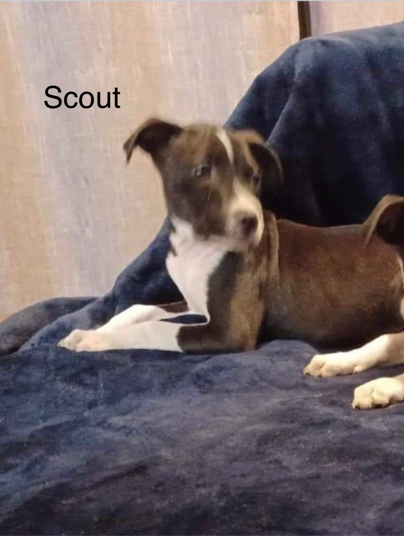 Scout