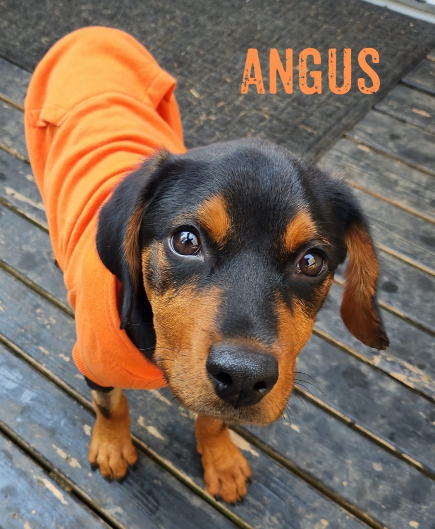 Angus (MegaE puppy)