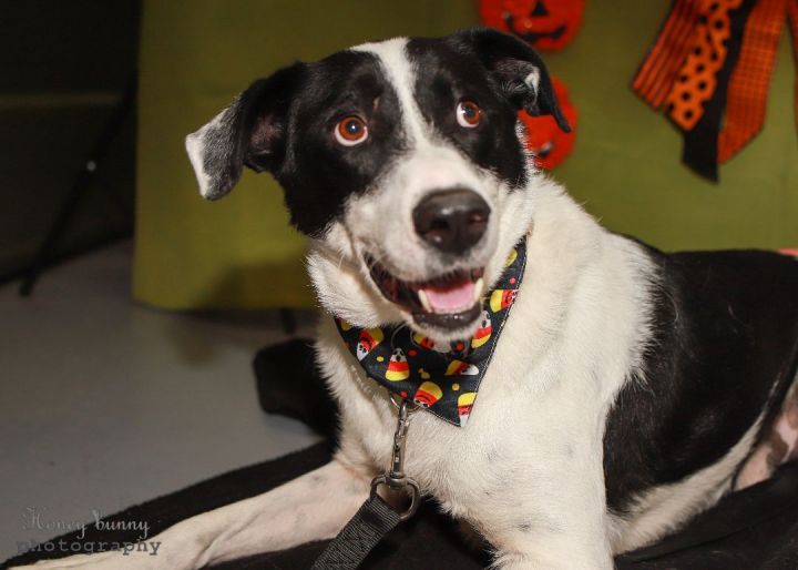 Boone, an adoptable Border Collie & Great Pyrenees Mix in Colorado Springs, CO_image-3
