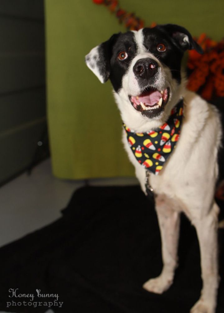 Boone, an adoptable Border Collie & Great Pyrenees Mix in Colorado Springs, CO_image-4