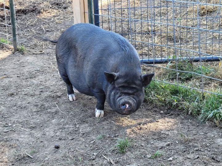 Pot Bellied for adoption - Dr Peanut Butter, a Pot Bellied Mix in Tarentum,  PA