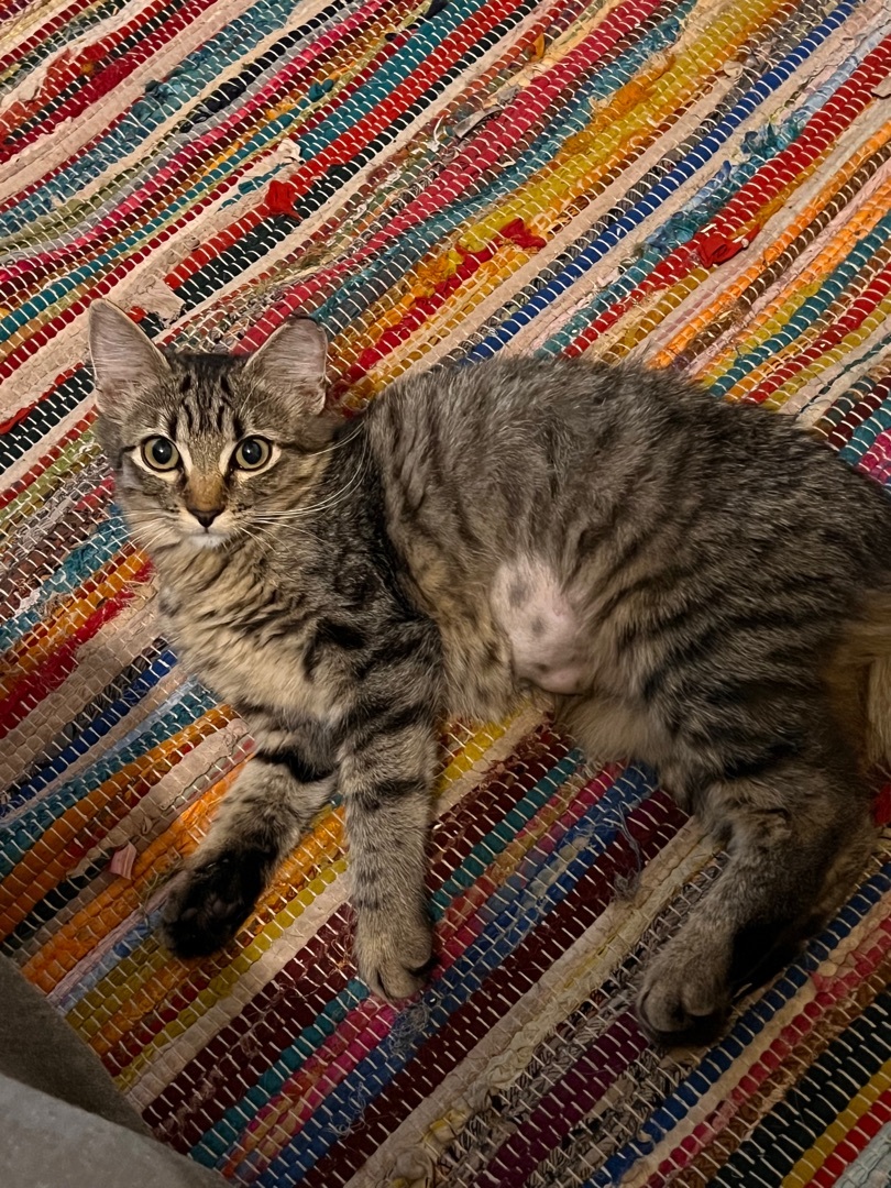 Juniper (bonded with Salem), an adoptable Domestic Short Hair in Tulsa, OK, 74129 | Photo Image 2