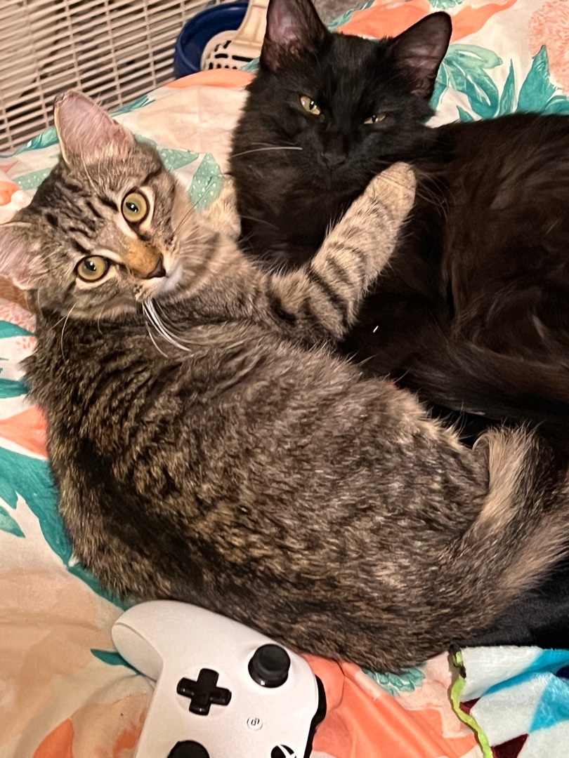 Juniper (bonded with Salem), an adoptable Domestic Short Hair in Tulsa, OK, 74129 | Photo Image 3