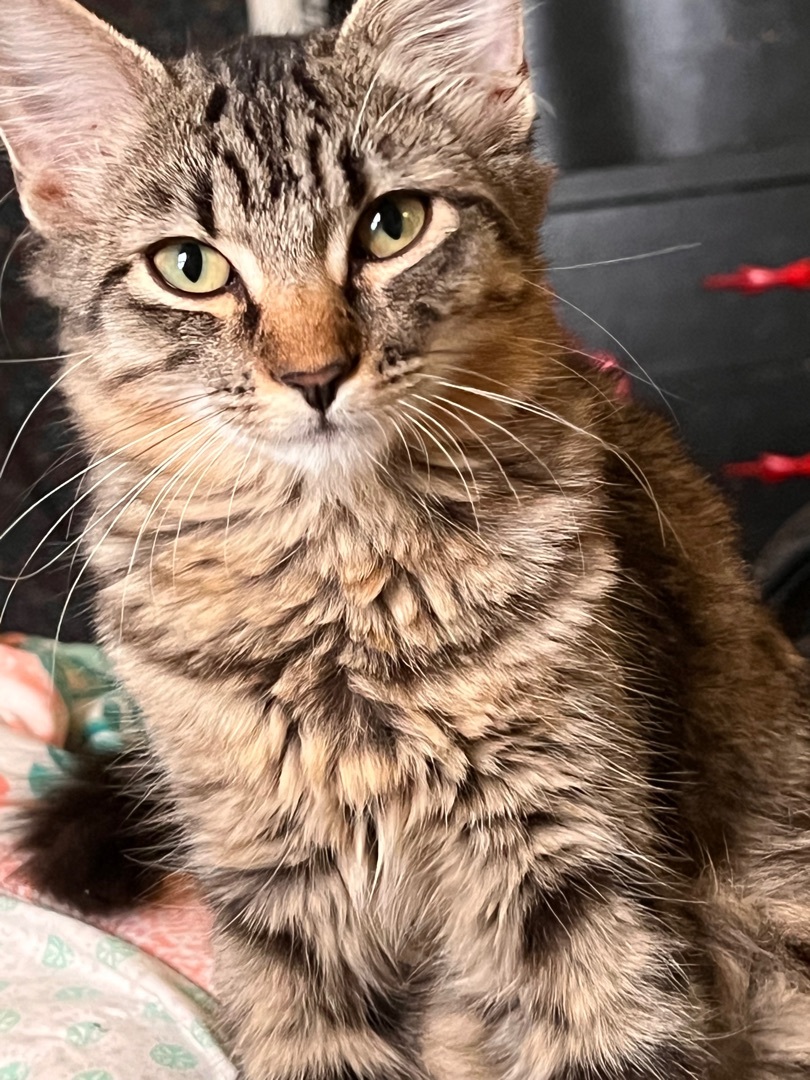 Juniper (bonded with Salem), an adoptable Domestic Short Hair in Tulsa, OK, 74129 | Photo Image 1