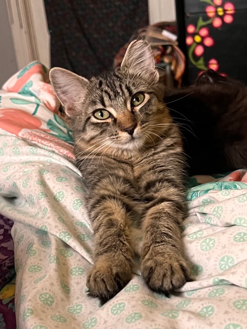 Juniper (bonded with Salem), an adoptable Domestic Short Hair in Tulsa, OK, 74129 | Photo Image 5