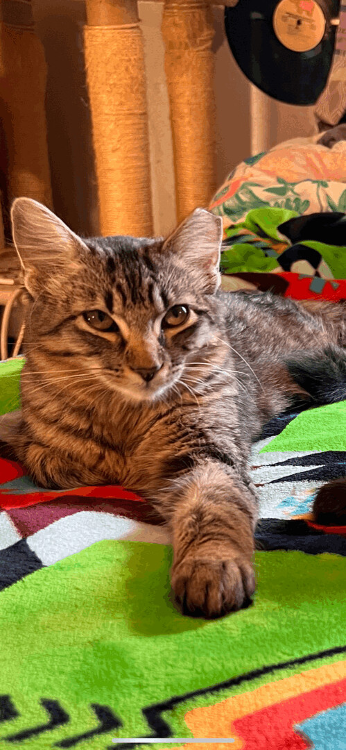 Juniper (bonded with Salem), an adoptable Domestic Short Hair in Tulsa, OK, 74129 | Photo Image 6