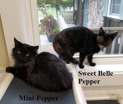 Mini Pepper & Sweet Belle Pepper 1