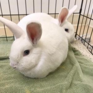 mini lop bunnies for sale nz