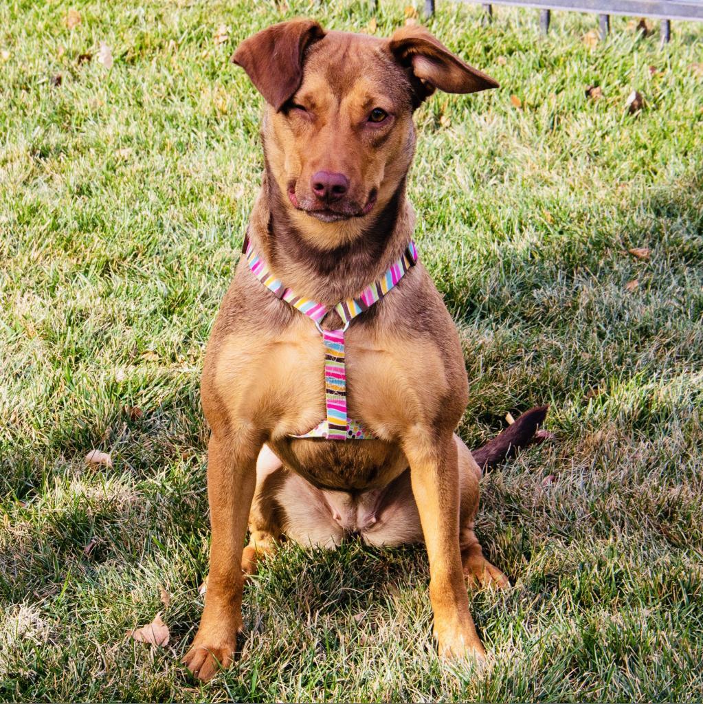 Nyssa, an adoptable Labrador Retriever, Mixed Breed in Wichita, KS, 67208 | Photo Image 1