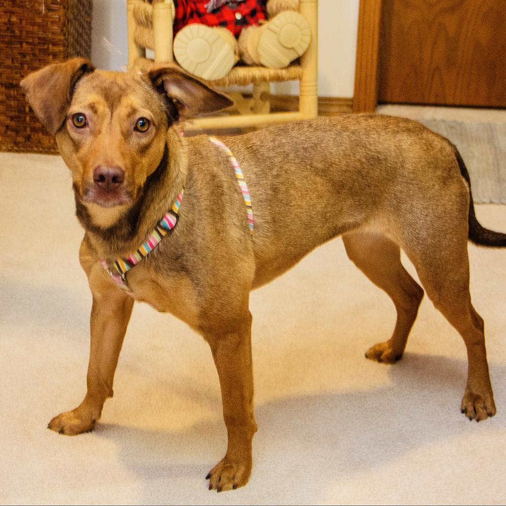 Nyssa, an adoptable Labrador Retriever, Mixed Breed in Wichita, KS, 67208 | Photo Image 3