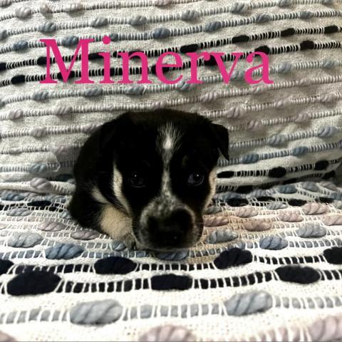 Minerva