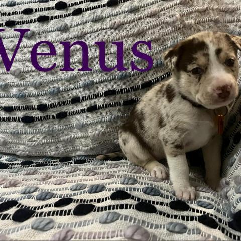 Venus