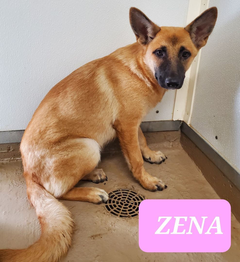 ZENA