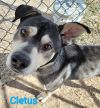 Cletus