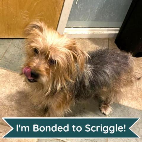 Scraggle