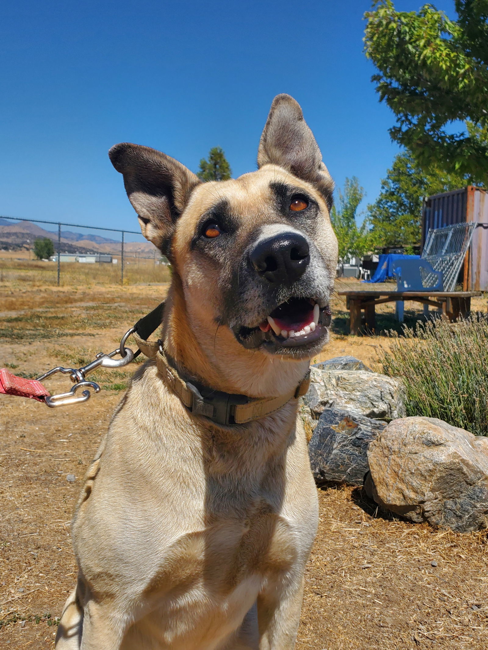 Sister, an adoptable Shepherd, Husky in Yreka, CA, 96097 | Photo Image 1