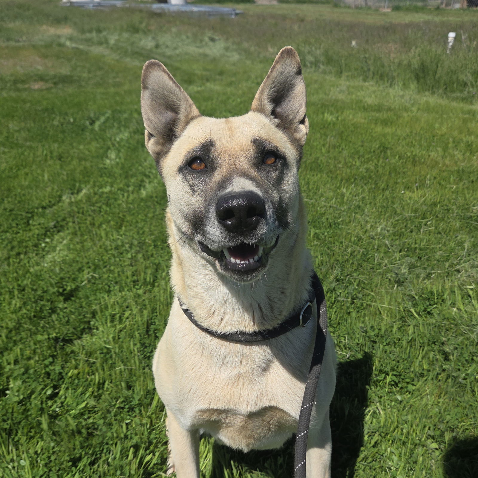 Sister, an adoptable Belgian Shepherd / Sheepdog, Husky in Yreka, CA, 96097 | Photo Image 1